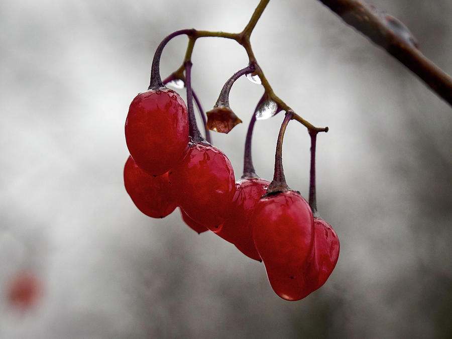 Last berries of the fall #1 Photograph by Jouko Lehto