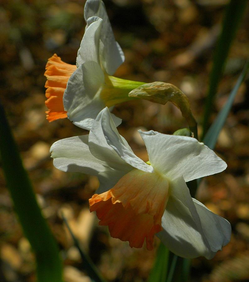 Flower Photograph - Late Day Daffodils #1 by Lori Seaman