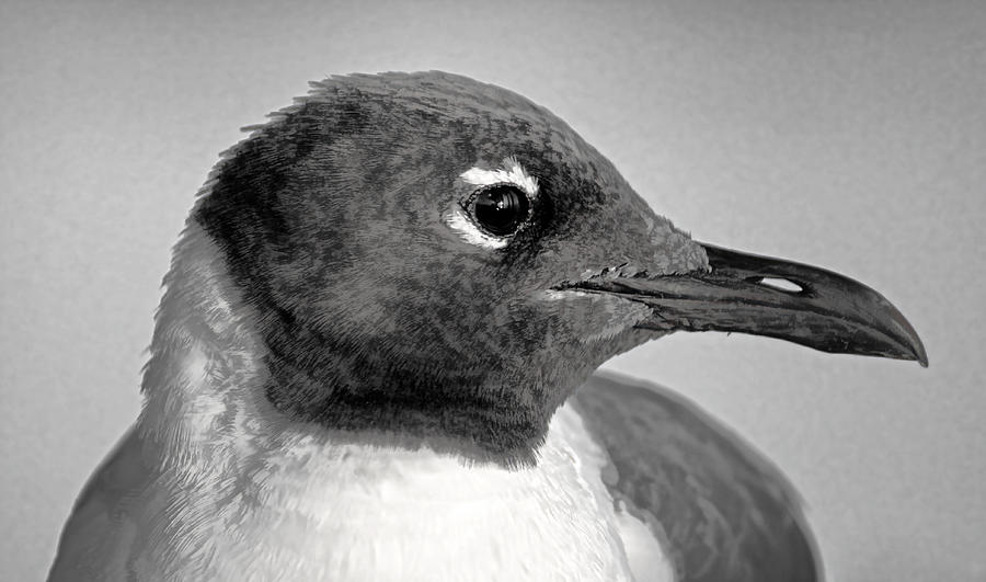 Laughing Gull One  Photograph by HH Photography of Florida