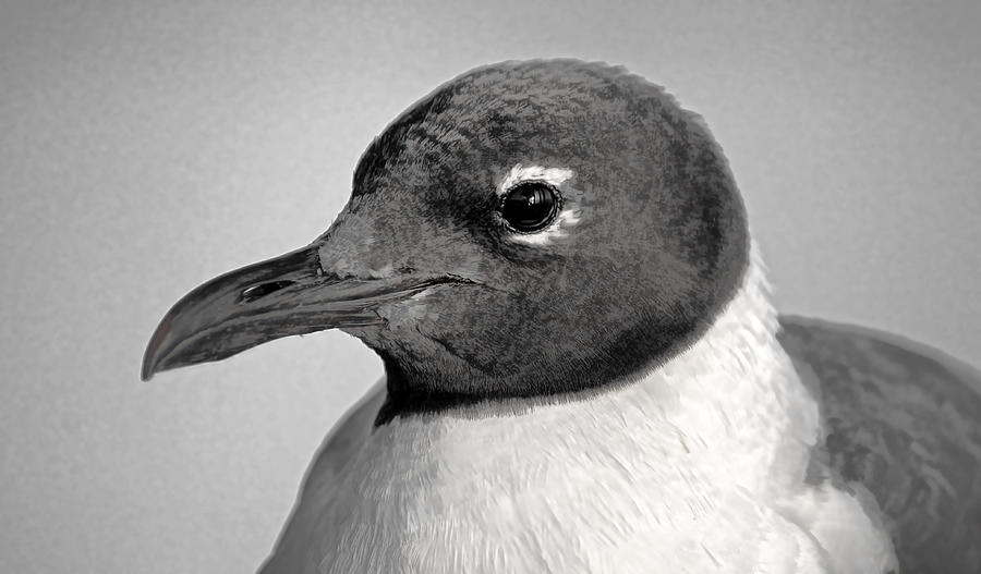 Laughing Gull Two Photograph by HH Photography of Florida