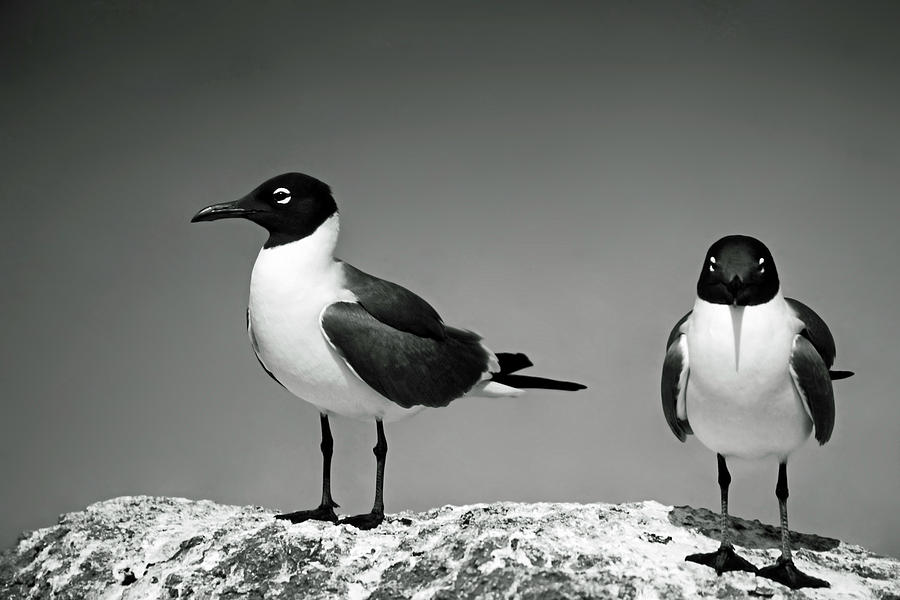 Laughing Gulls Photograph by Sally Weigand