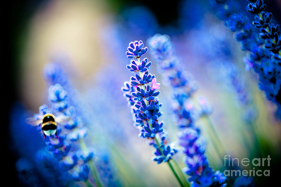 Lavander flowers with bee in lavender field Artmif #1 Photograph by Raimond Klavins