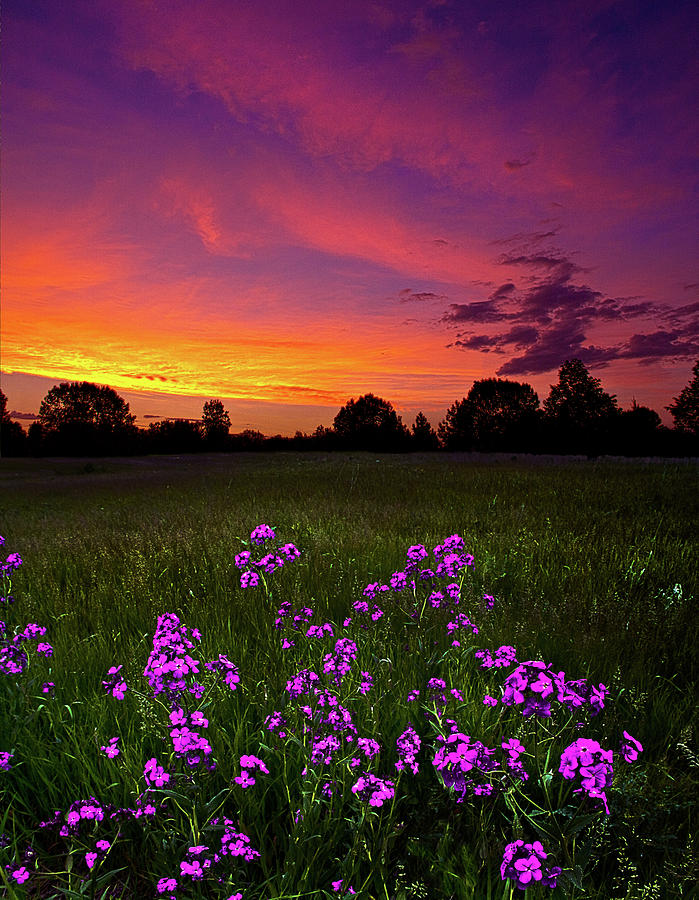 Lavander Photograph by Phil Koch - Fine Art America