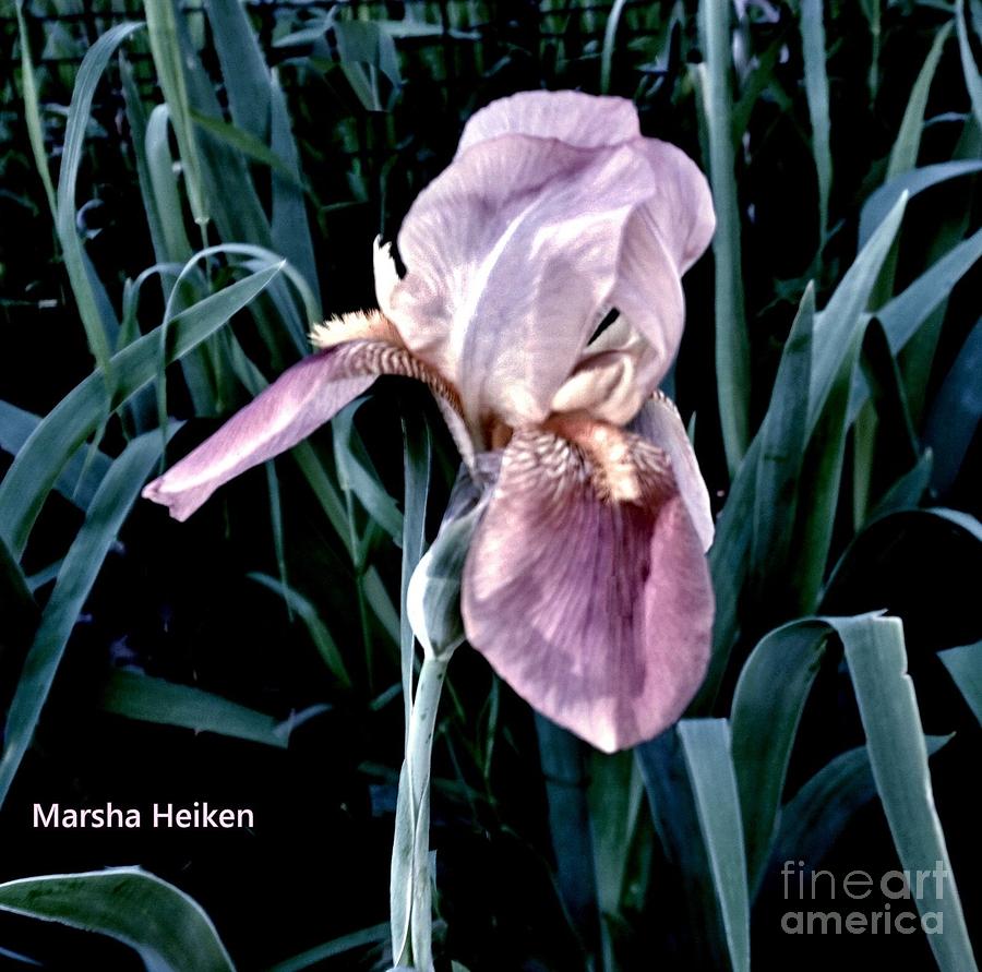Iris Photograph - Lavendar Iris #1 by Marsha Heiken