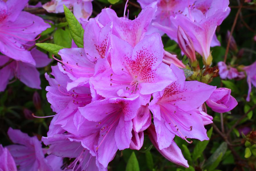 Lavender Azaleas Photograph by Kathryn Meyer - Fine Art America