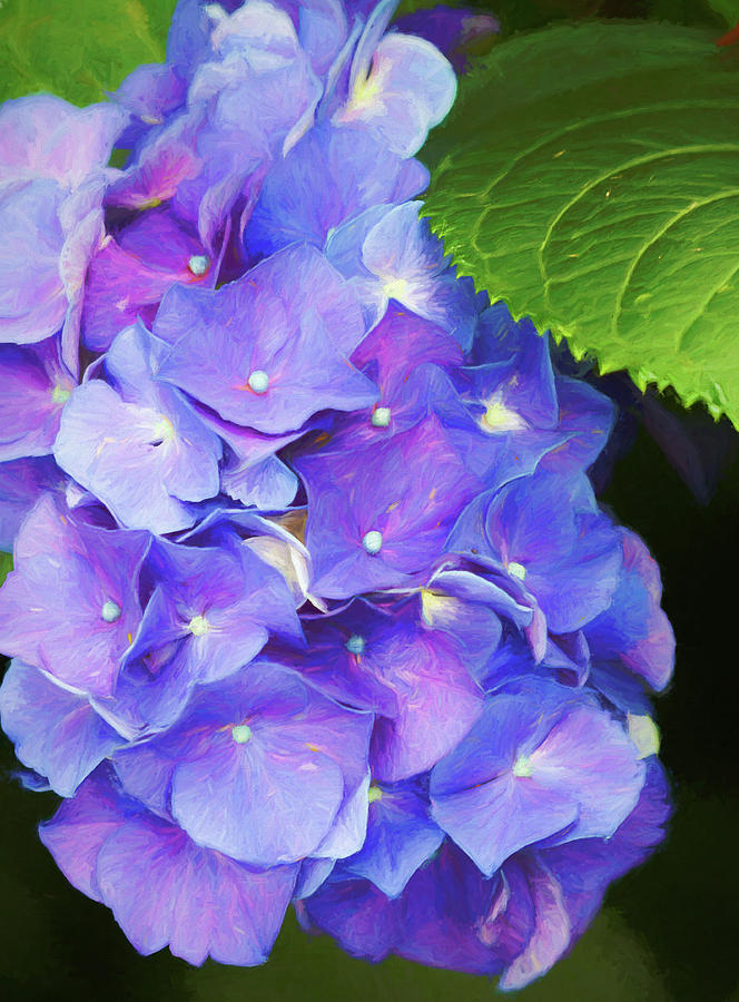 Lavender Blue Hydrangea Blossoms #1 Photograph by Kathy Clark
