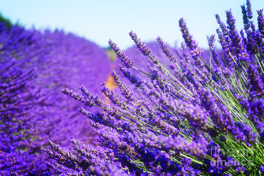Lavender Field Photograph by Anastasy Yarmolovich