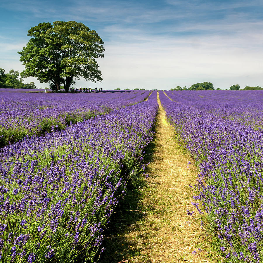 Lavender Field Photograph by Colin Evans | Fine Art America