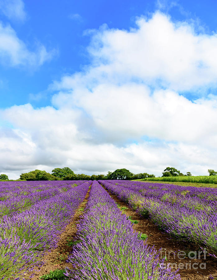 Lavender field #2 Photograph by Colin Rayner