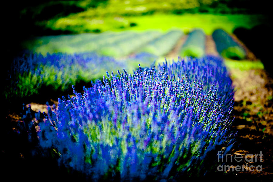 Lavender field in Latvia #1 Photograph by Raimond Klavins