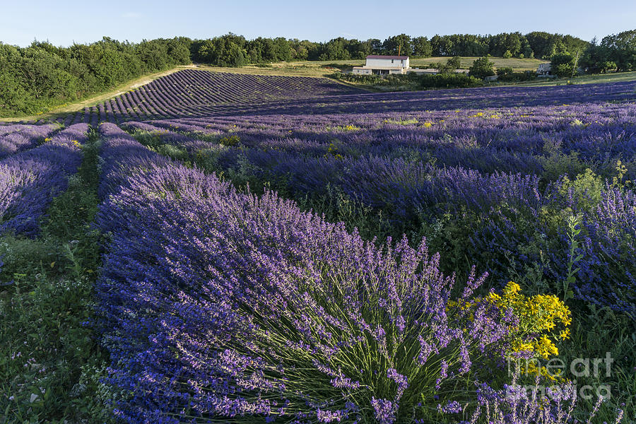 Agrarian Photograph - Lavender Field Provence by Juergen Held Agrarian Photograph - Lavender Field Provence by Juergen Held