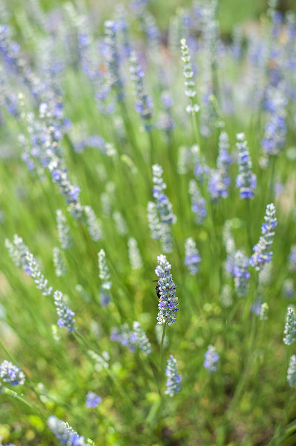 Lavender Fields #1 Photograph by Joye Ardyn Durham