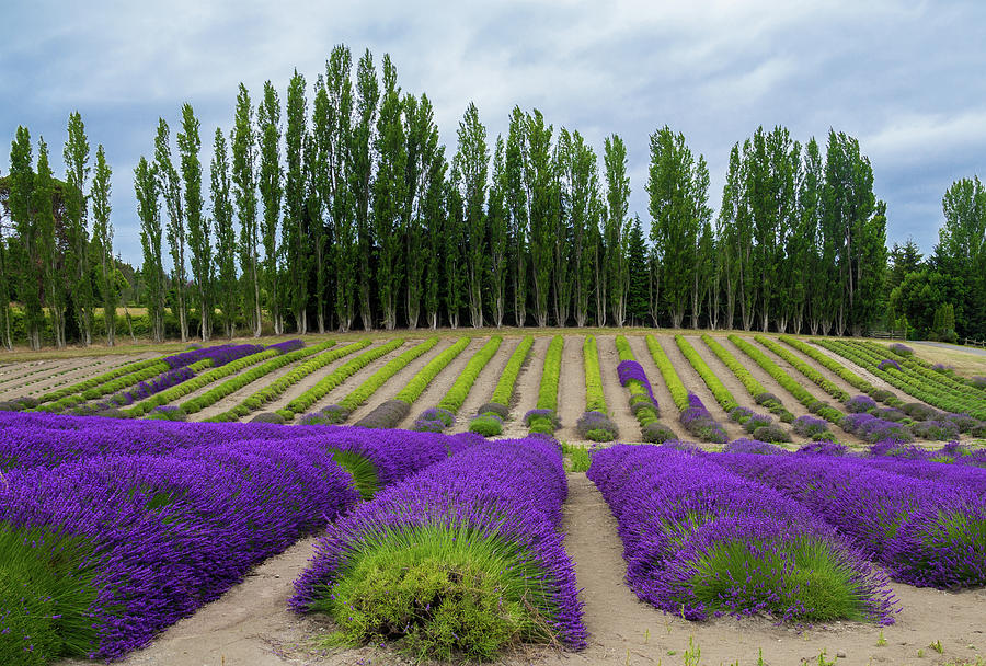 Lavender Growing in Fields Photograph by Roslyn Wilkins