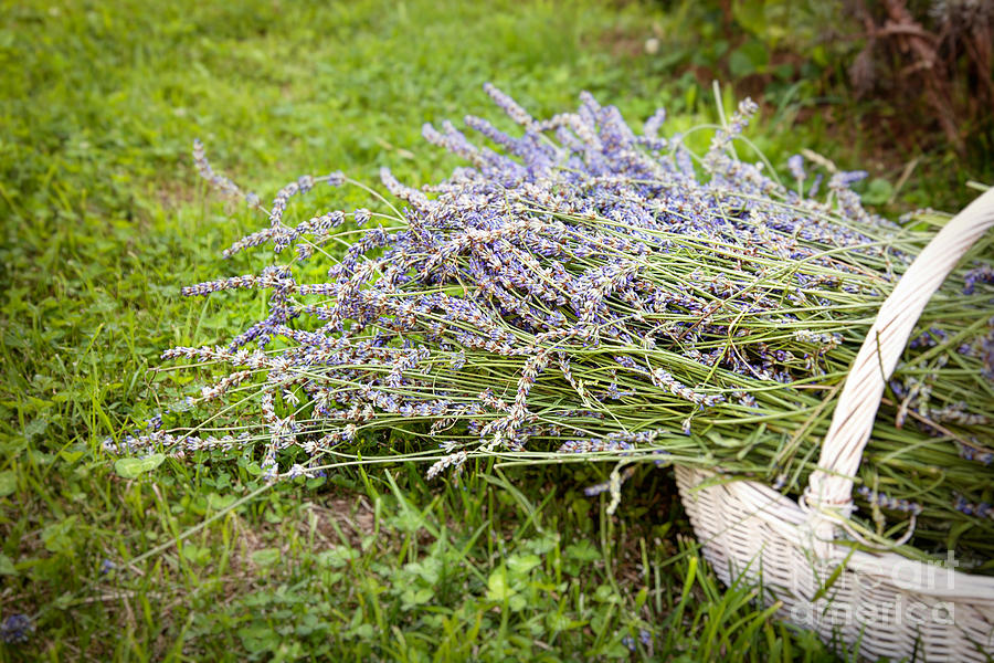 Flower Photograph - Lavender  #2 by Mythja Photography