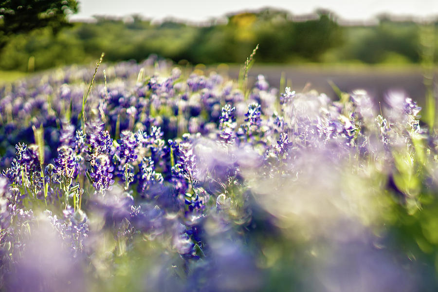 Lavender Purple Flower Blooming On Side Road In Texas At Sunset #1 Photograph by Alex Grichenko