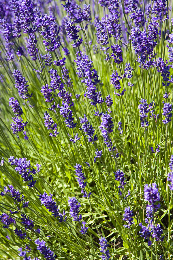 Lavender Scent #1 Photograph by Eggers Photography
