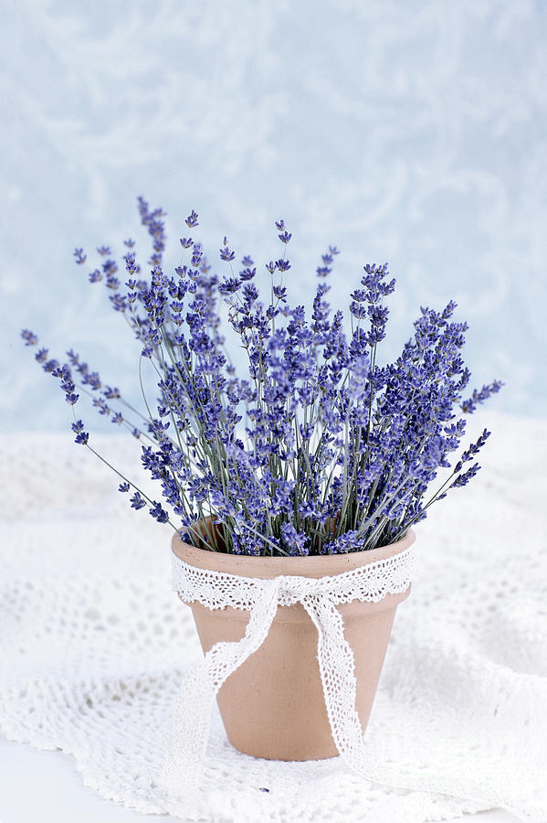 Lavender #1 Photograph by Stephanie Frey