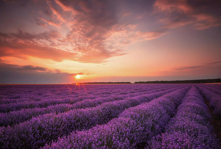 Lavender Sunset Photograph