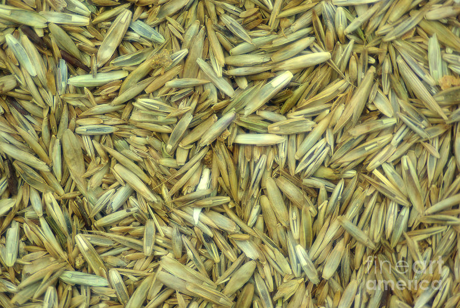 Lawn Grass Seed Mix #1 Photograph by Scimat