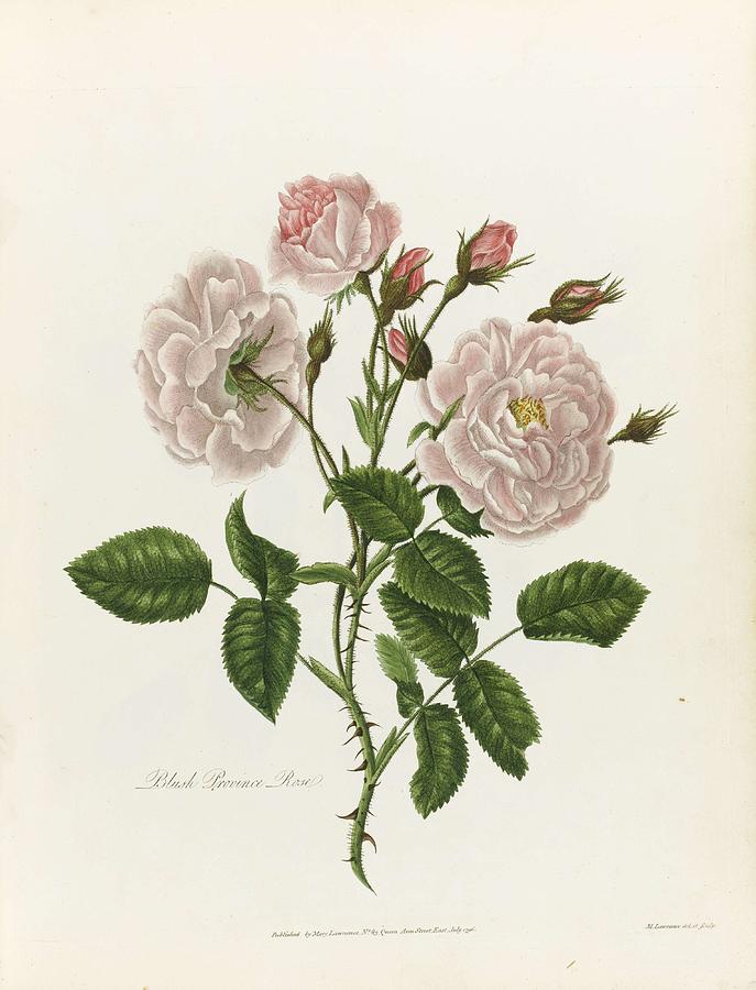 Lawrance, Mary. A COLLECTION OF ROSES FROM NATURE Painting by Lawrance ...