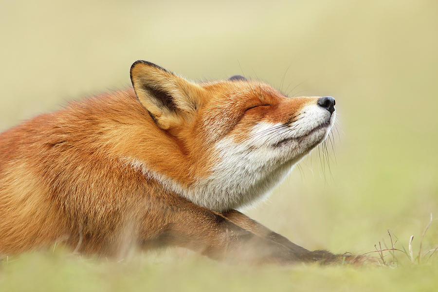 Fox Photograph - Lazy Fox is Lazy II by Roeselien Raimond 