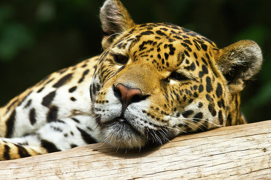 Lazy leopard #2 Photograph by Ed James