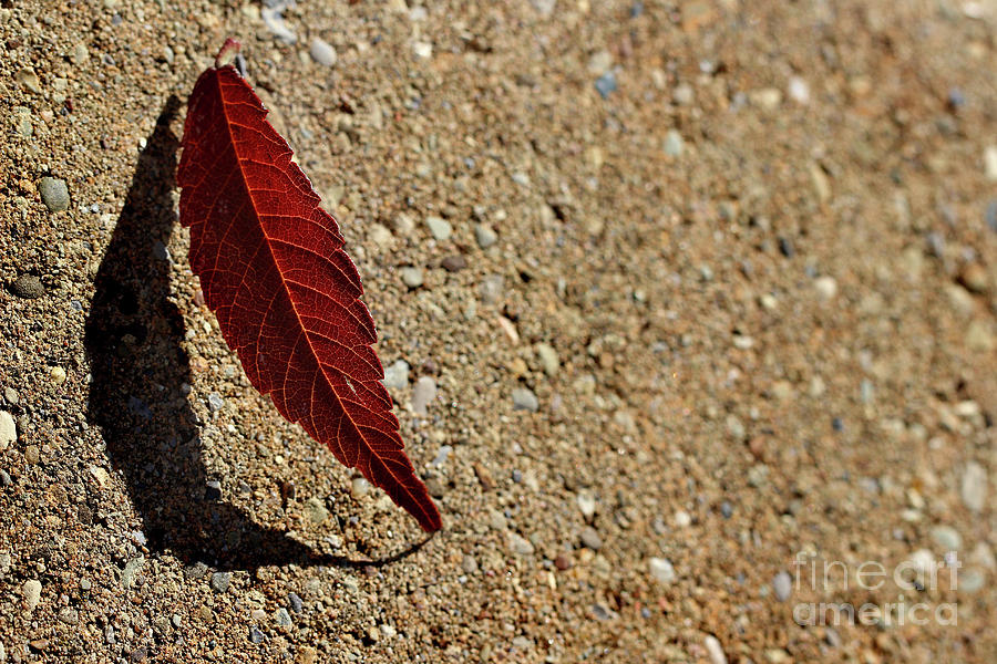 Leaf Alone #2 Photograph by Karen Adams
