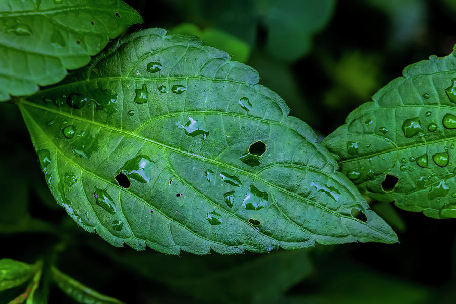 Leaf and Raindrops #1 Photograph by Robert Ullmann