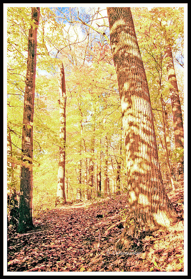 Leaf Covered Path in Autumn Woods #1 Photograph by A Macarthur Gurmankin