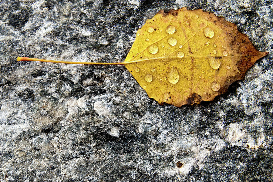 Leaf #1 Photograph by David Pratt
