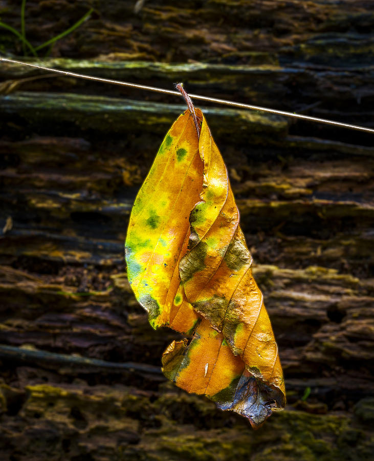 Leaf #1 Photograph by Elmer Jensen