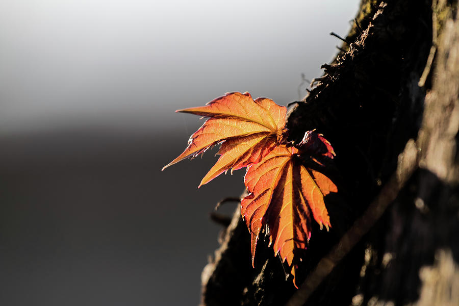 Leaf #1 Photograph by Hyuntae Kim