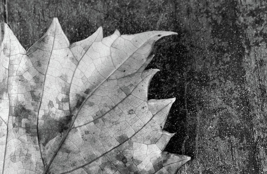 Leaf #1 Photograph by Larah McElroy