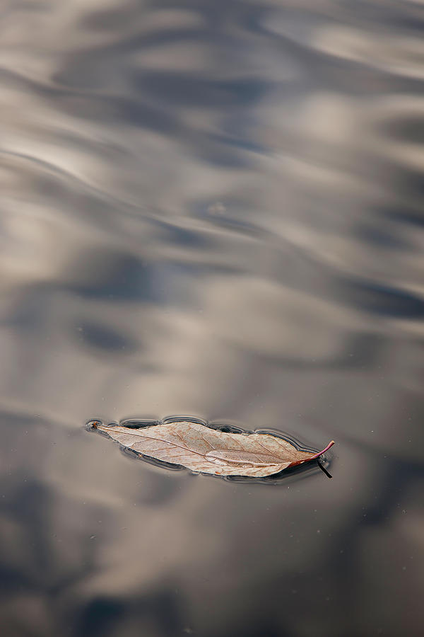 Leaf on water #1 Photograph by Benjamin Dahl
