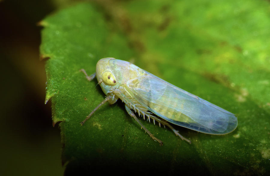 Leafhopper #1 Photograph by Larah McElroy