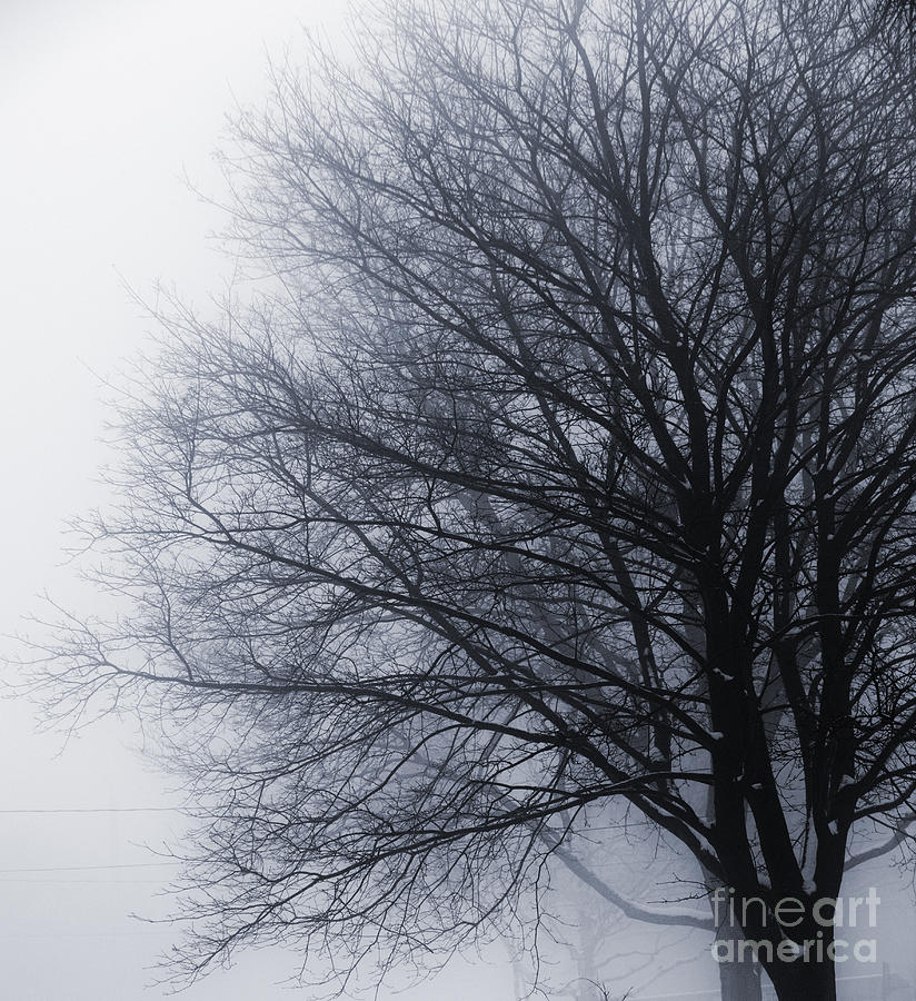 Leafless tree in fog 2 Photograph by Elena Elisseeva