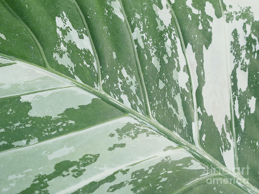 Leafy Abstract #2 Photograph by Ann Horn