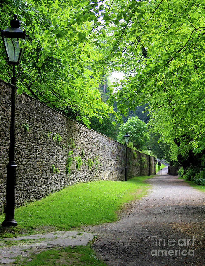 Leafy Lane #1 Photograph by SnapHound Photography