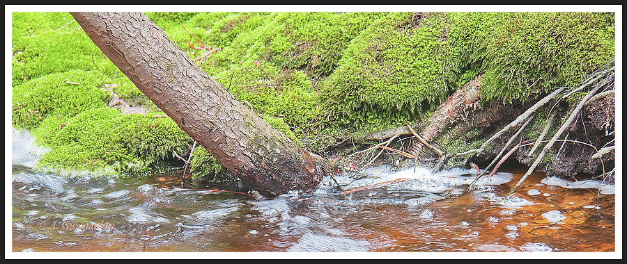 Leaning Tree Trunk by a Stream #1 Photograph by A Macarthur Gurmankin