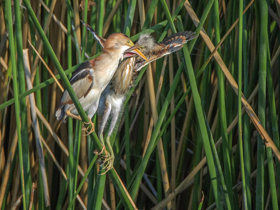 Least Bittern Adult and Juvenile #1 Photograph by Tam Ryan