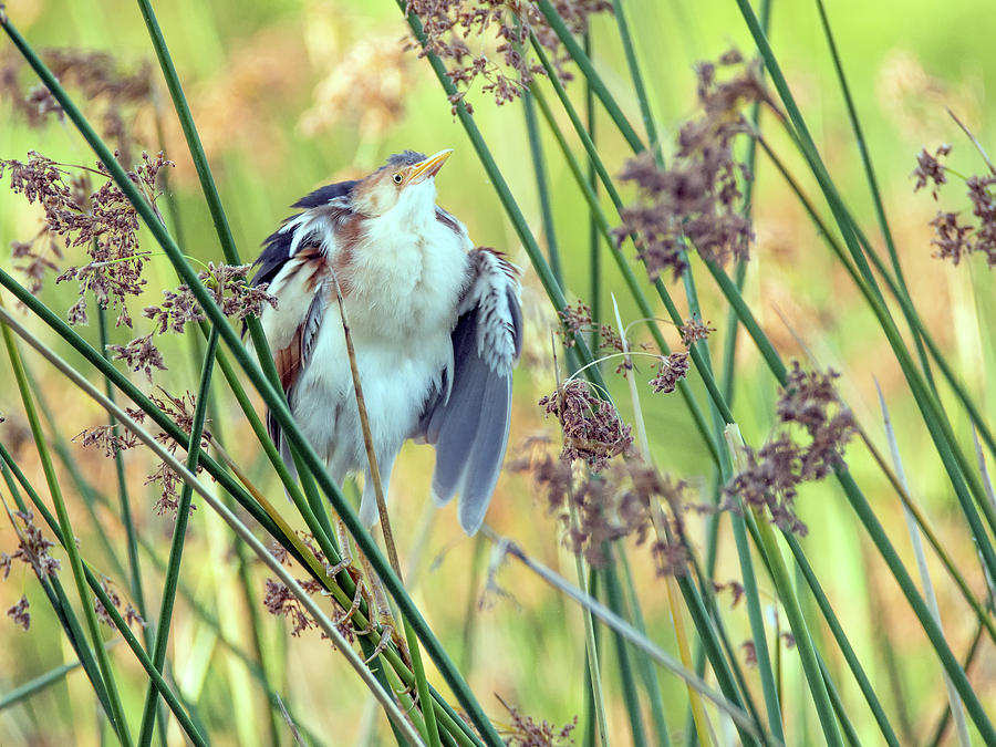 Nature Photograph - Least Bittern Fluffing Up 3877 #2 by Tam Ryan