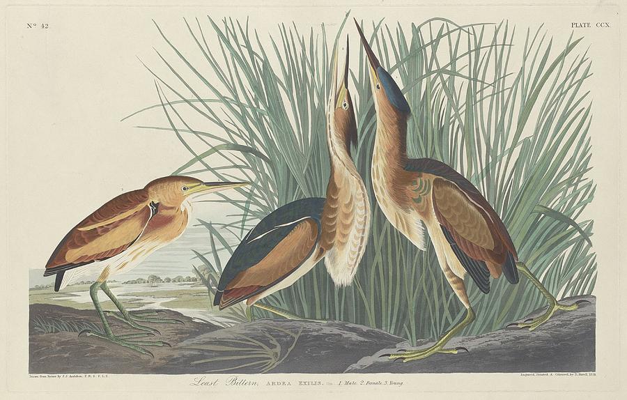 John James Audubon Drawing - Least Bittern #1 by Dreyer Wildlife Print Collections 