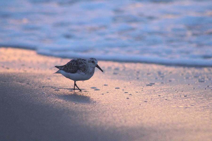 Least Sandpiper At Dawn #1 Photograph by Robert Banach Least Sandpiper At Dawn #1 Photograph by Robert Banach