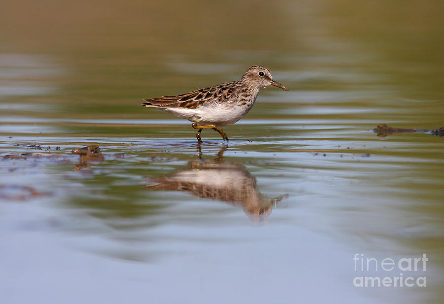Least Sandpiper Photograph by Ruth Jolly
