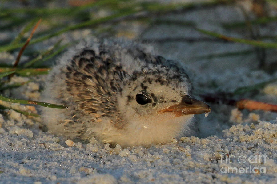 Least Tern chick #1 Photograph by Meg Rousher