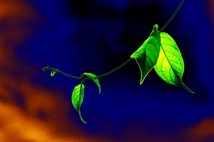 Nature Digital Art - Leaves #1 by Bliss Of Art