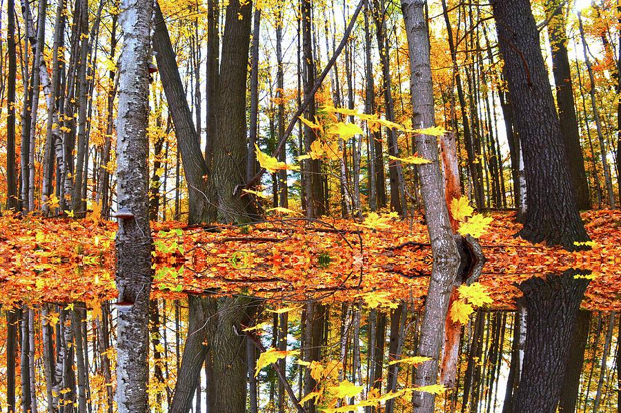 Leaves In The Forest Two  #1 Digital Art by Lyle Crump