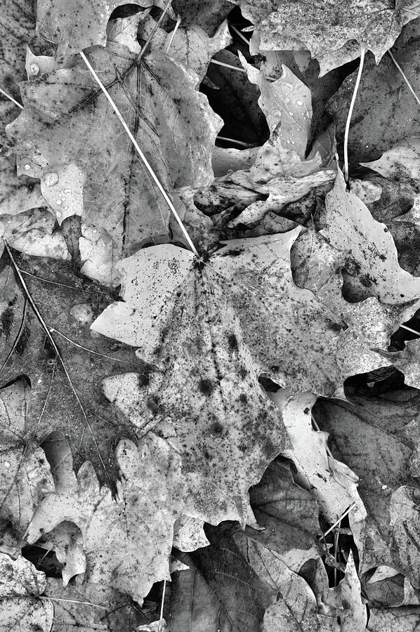 Leaves On The Ground  #1 Photograph by Lyle Crump