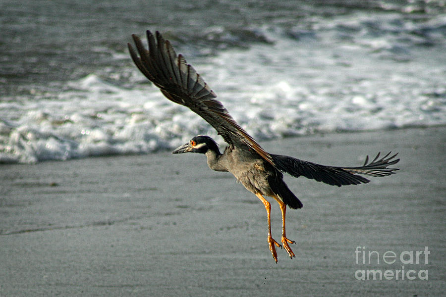 Bird Photograph - Leaving the Beach #1 by Bob Hislop