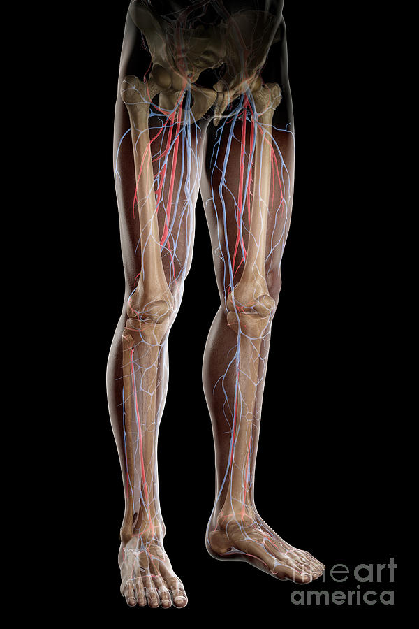 Leg Blood Supply #1 Photograph by Science Picture Co